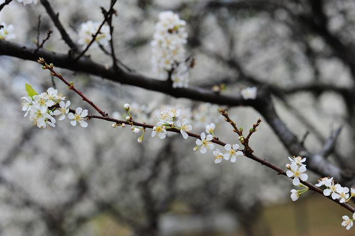 误入花海，何需相识 - 小鱼滋味 - 小鱼滋味