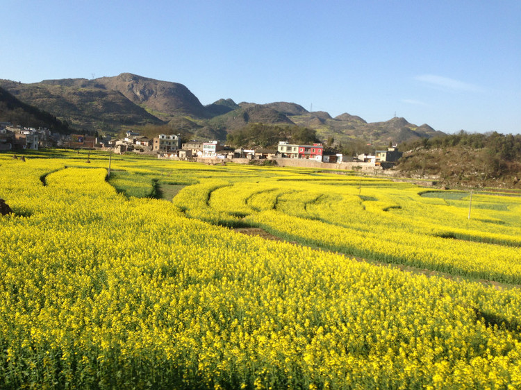 【云南春梦】 东川红土地 — 罗平螺狮田 - 小鱼滋味 - 小鱼滋味