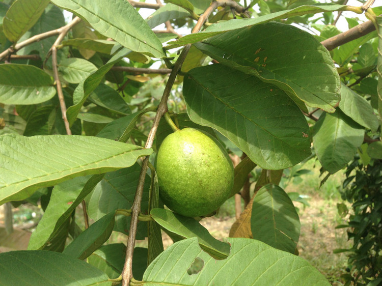 广东 · 惠州新圩山顶村 - 小鱼滋味 - 小鱼滋味