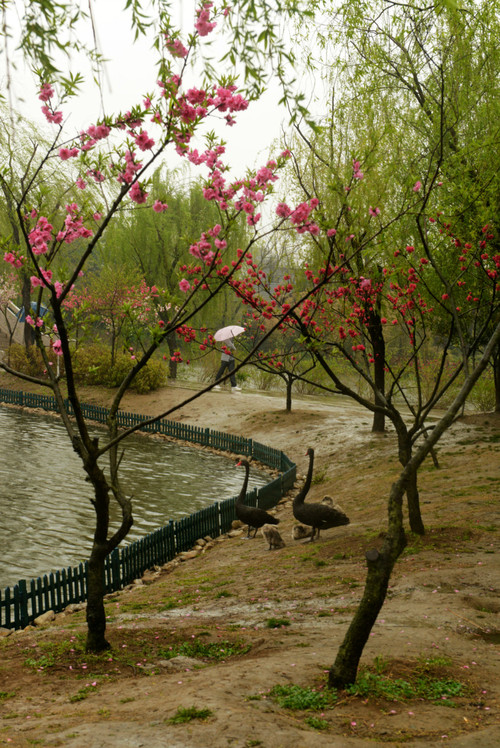 【京口瓜洲春水间】 扬州 · 雨中茱萸湾 - 小鱼滋味 - 小鱼滋味