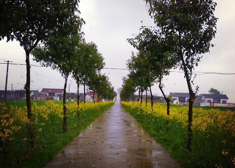 【京口瓜洲春水间】 扬州 · 雨中茱萸湾 - 小鱼滋味 - 小鱼滋味