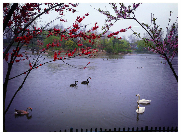 【京口瓜洲春水间】 扬州 · 雨中茱萸湾 - 小鱼滋味 - 小鱼滋味