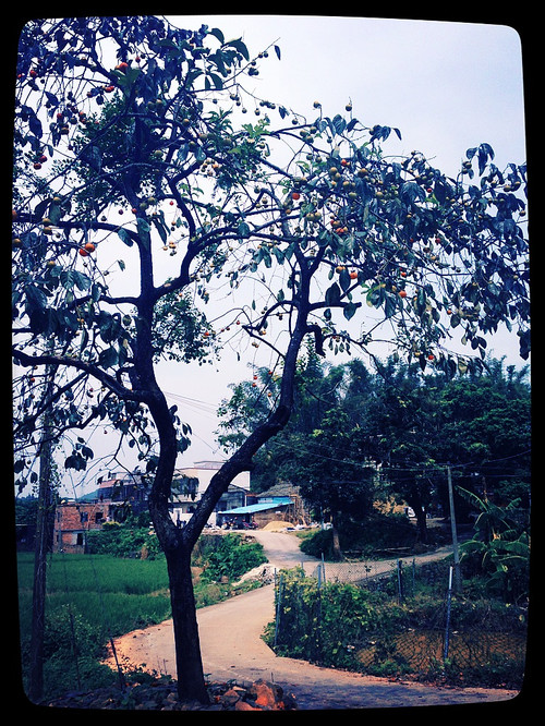 广东 · 惠州新圩山顶村 - 小鱼滋味 - 小鱼滋味