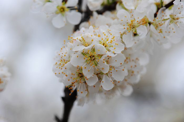 误入花海，何需相识 - 小鱼滋味 - 小鱼滋味