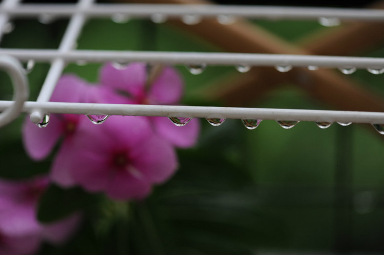 五月的颜色 · 雨 - 小鱼滋味 - 小鱼滋味