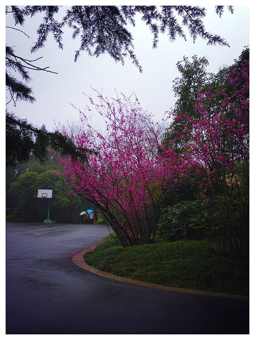 【京口瓜洲春水间】 扬州 · 雨中茱萸湾 - 小鱼滋味 - 小鱼滋味