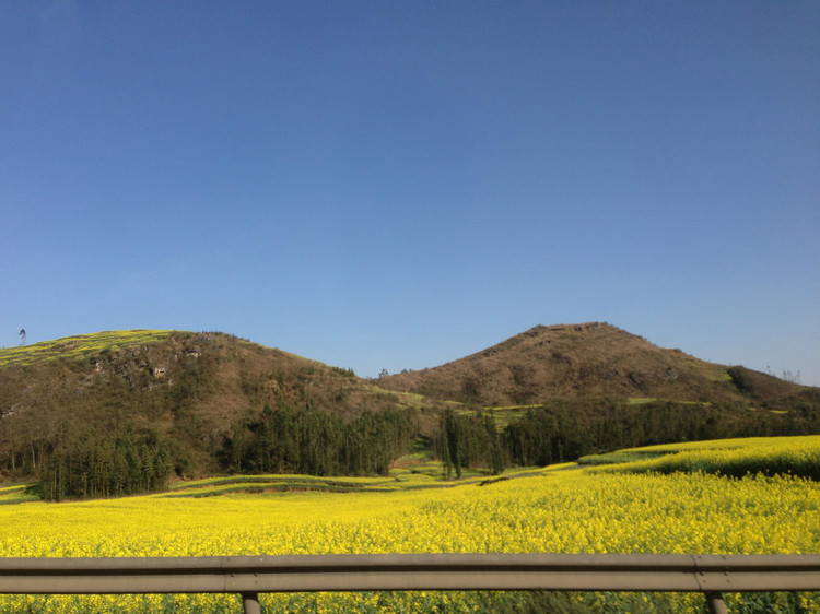 【云南春梦】 东川红土地 — 罗平螺狮田 - 小鱼滋味 - 小鱼滋味