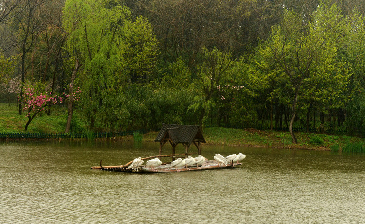 【京口瓜洲春水间】 扬州 · 雨中茱萸湾 - 小鱼滋味 - 小鱼滋味