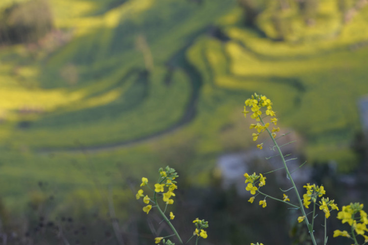 【云南春梦】 东川红土地 — 罗平螺狮田 - 小鱼滋味 - 小鱼滋味