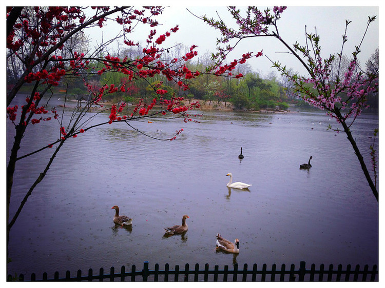 【京口瓜洲春水间】 扬州 · 雨中茱萸湾 - 小鱼滋味 - 小鱼滋味