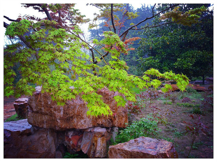 【京口瓜洲春水间】 扬州 · 雨中茱萸湾 - 小鱼滋味 - 小鱼滋味