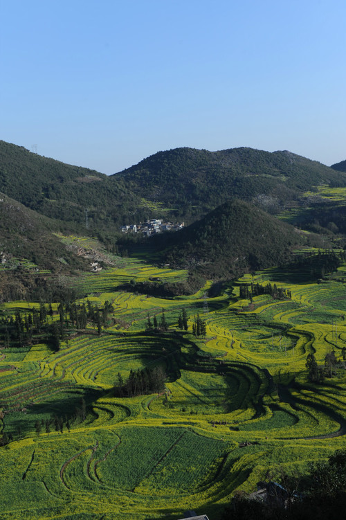 【云南春梦】 东川红土地 — 罗平螺狮田 - 小鱼滋味 - 小鱼滋味