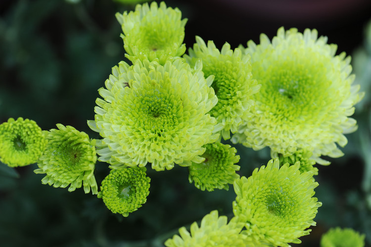 菊花--绚丽的冬日暖阳 - 小鱼滋味 - 小鱼滋味