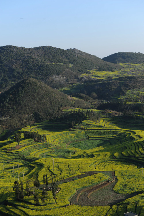 【云南春梦】 东川红土地 — 罗平螺狮田 - 小鱼滋味 - 小鱼滋味