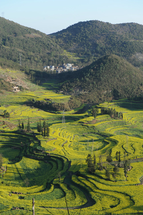 【云南春梦】 东川红土地 — 罗平螺狮田 - 小鱼滋味 - 小鱼滋味